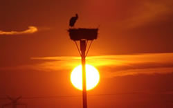 Storchennest im Sonnenuntergang (c) Storchenpflegestation Wesermarsch